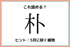 朴って何て読む 読めたらすごい 木へんの難読漢字 4選 モデルプレス 朴って何て読む 読めたらすごい 木へんの難読漢字 4選 モデルプレス