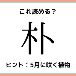 朴って何て読む 読めたらすごい 木へんの難読漢字 4選 モデルプレス