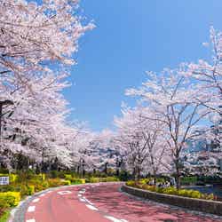 MIDTOWN BLOSSOM 2026/提供画像