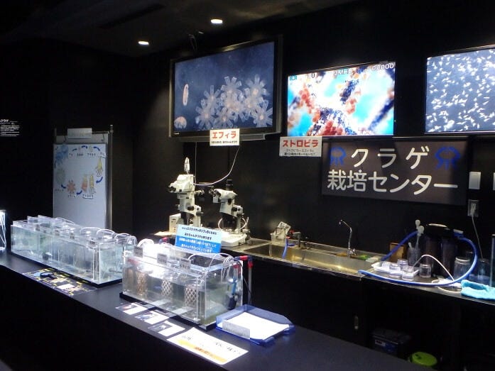 「クラゲ栽培センター」などもあります