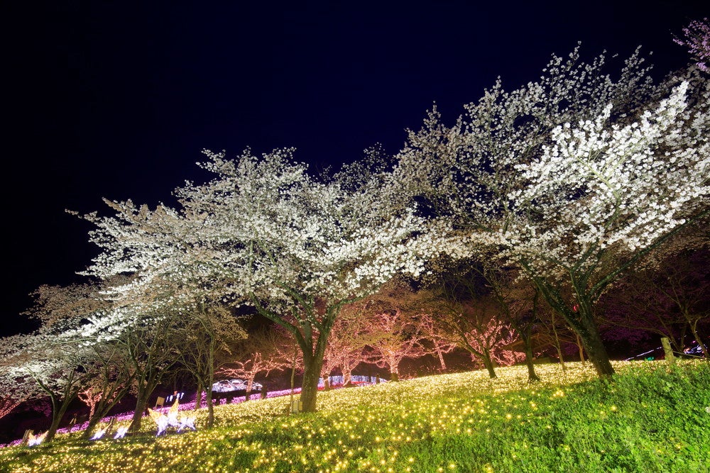 さがみ湖桜まつり／画像提供：富士急行