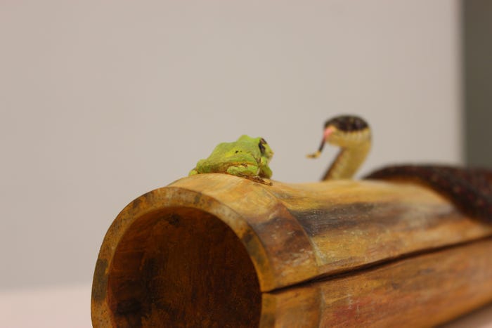 秋川雅史「木彫蛙と蛇」(提供写真)