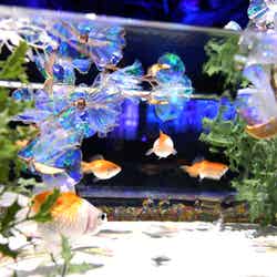金魚と幻想の銀世界/提供画像