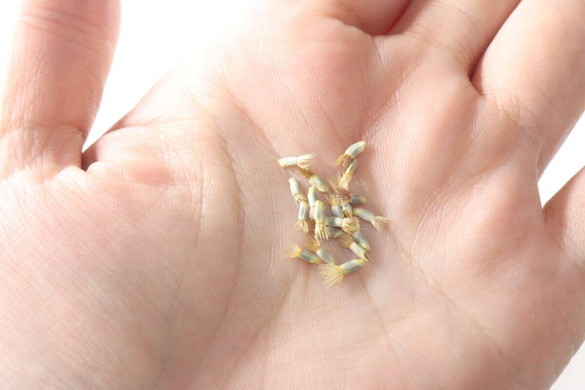 ダイソー　栽培セット