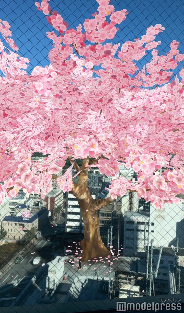 満開！ さくらの木 AR（C）モデルプレス