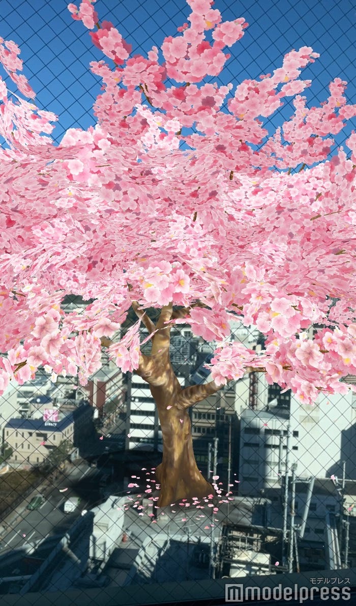 満開! さくらの木 AR(C)モデルプレス