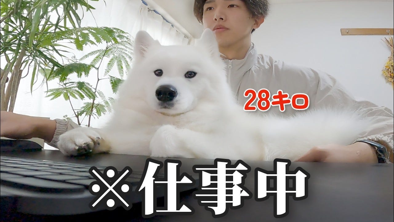 体の大きさを考えず甘えまくるサモエドがかわいい！