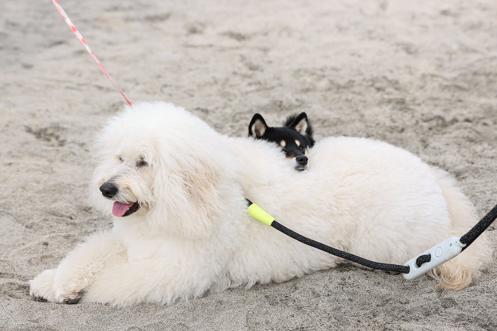 「初恋DOGs」第3話（C）TBS