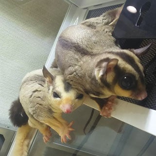 フクロモモンガ／画像提供：北野坂　か和うそCafe