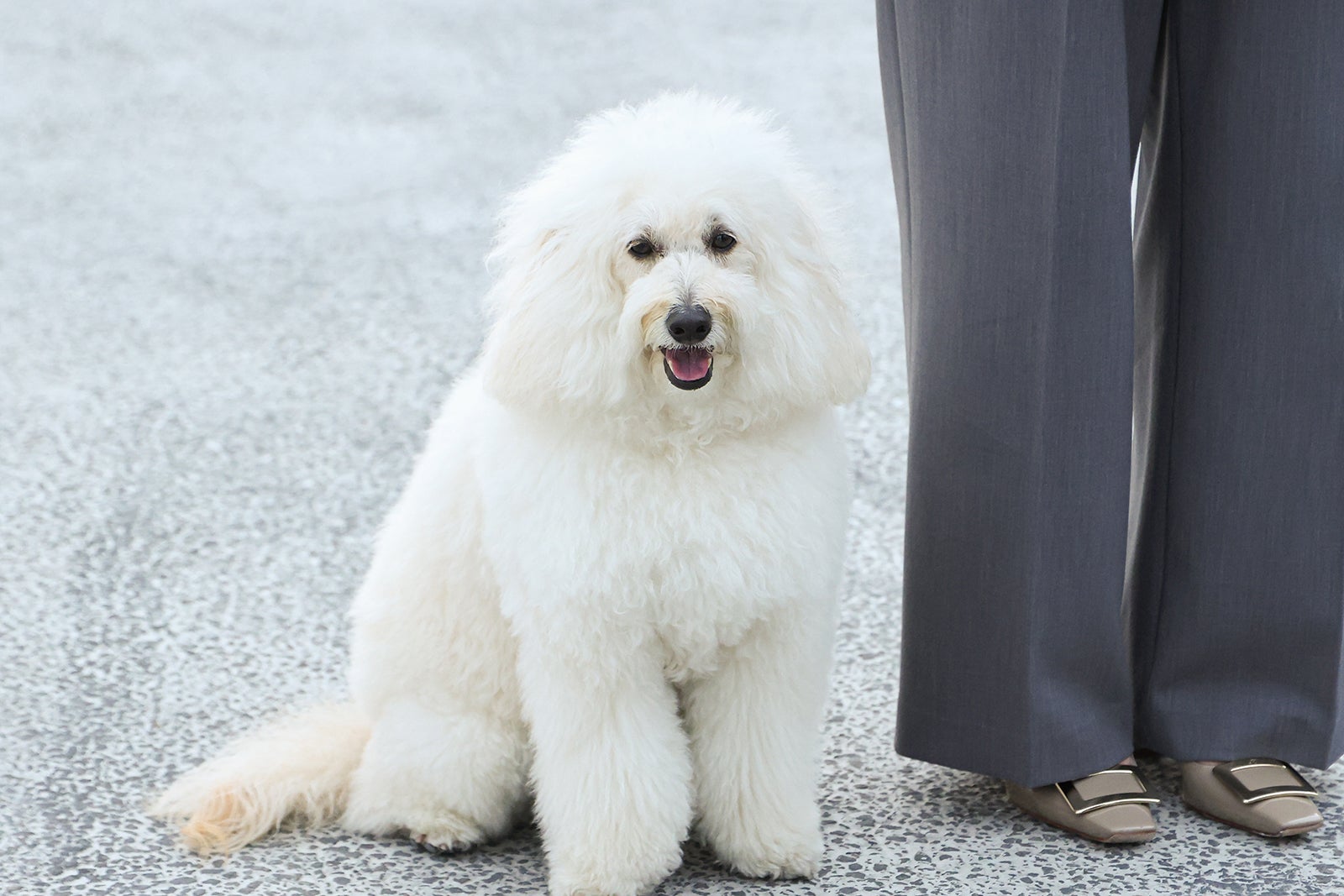 「初恋DOGs」第3話（C）TBS