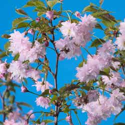 枯れたスギ株の上に生育する、開花後に花びらが白からピンクへと色づく「入善乙女キクザクラ」／提供画像