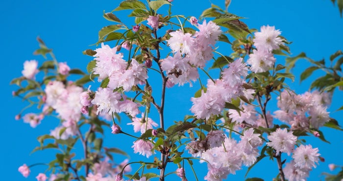 枯れたスギ株の上に生育する、開花後に花びらが白からピンクへと色づく「入善乙女キクザクラ」／提供画像