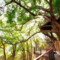 3月10日に「森の空中基地 くすくす」