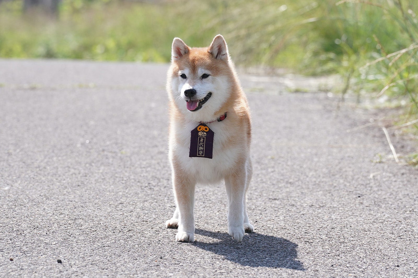 「ナンバMG5」特別編より（C）フジテレビ