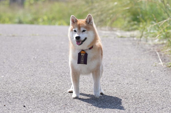 「ナンバMG5」特別編より(C)フジテレビ