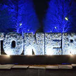 花と光のムーブメント/提供画像