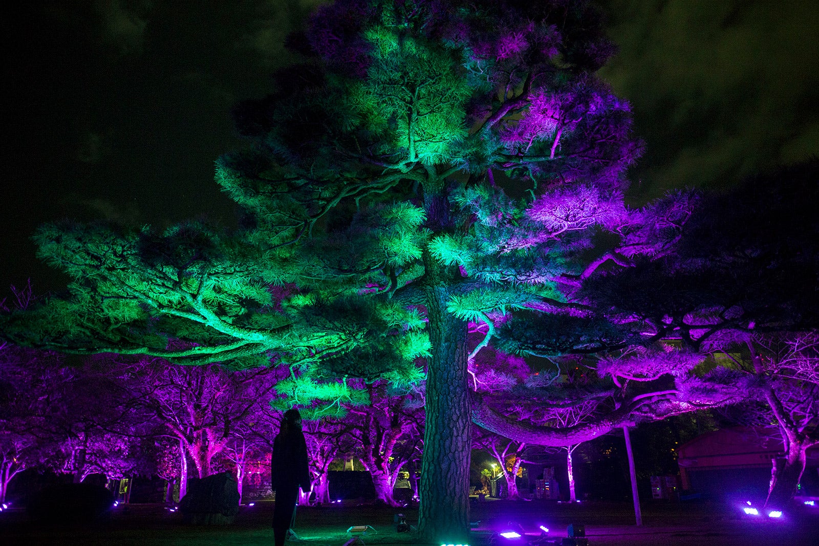 城跡の山の呼応する森／画像提供：チームラボ