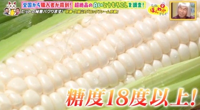 【京都・久御山町】全国から購入者が殺到!1日数千本も売れた「白いスイートコーン」とは?