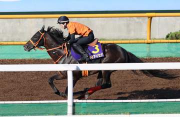 【函館記念】ケイアイセナ 重賞奪取へ7歳衰えなし 重たい馬場でもぶれないフォーム 佐々木助手「手応えも反応も良かった」
