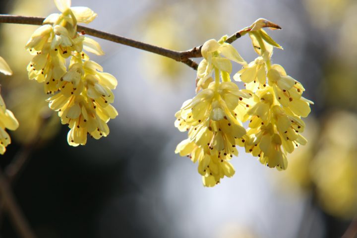 黄色い花には素敵な花言葉がたくさん ポジティブな意味をもつ植物まとめました モデルプレス