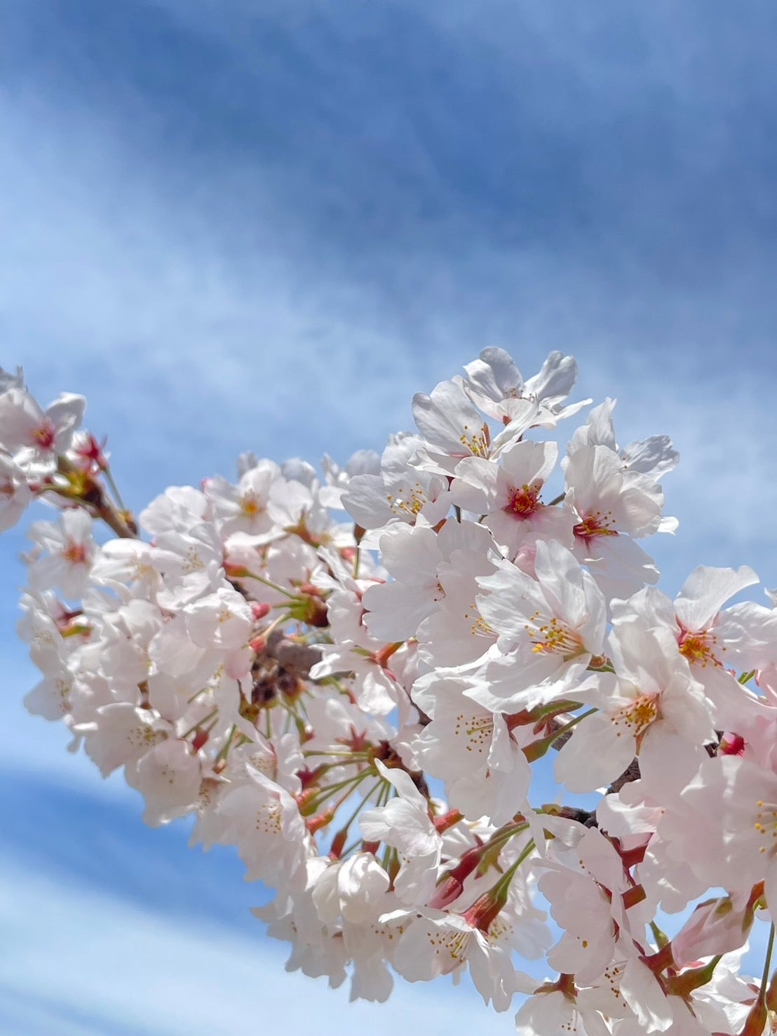松島かのん「愛用のカメラとSNSの取り組み！」（提供写真）