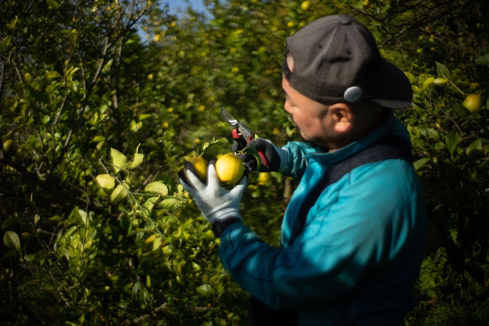 自然農法レモンの収穫体験イメージ／画像提供：しおまち企画
