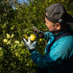 自然農法レモンの収穫体験イメージ／画像提供：しおまち企画
