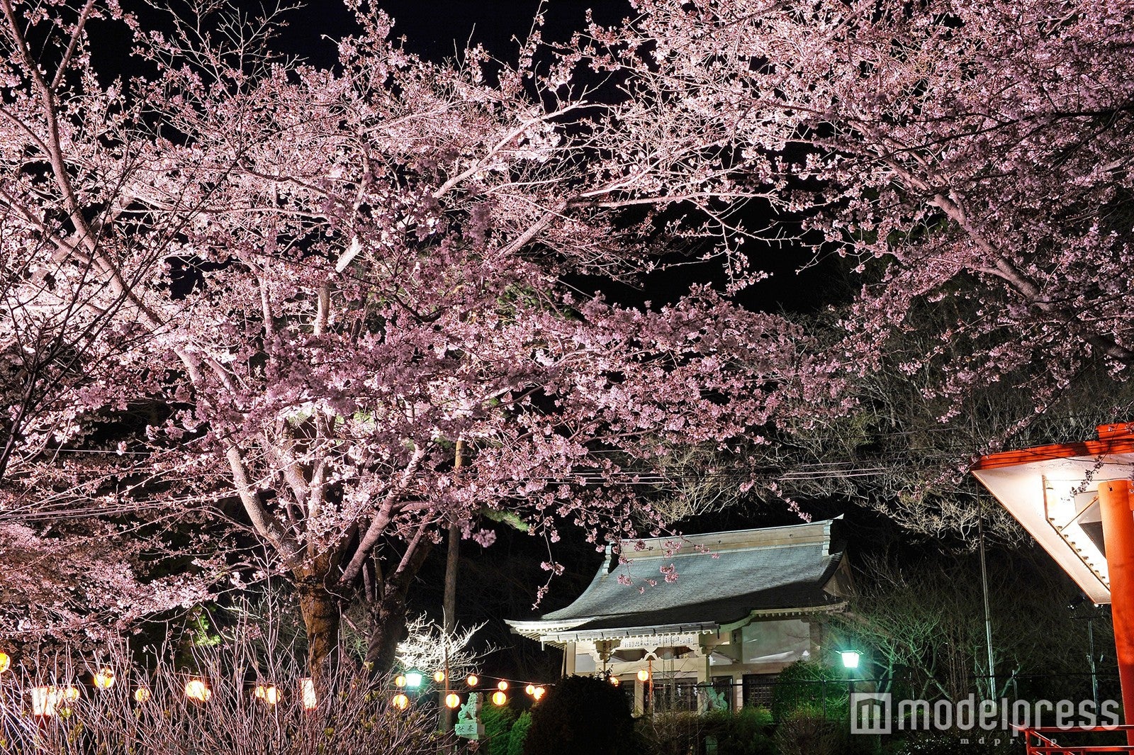 鬼怒川温泉 夜桜まつり／画像提供：日光旅ナビ日光市観光協会