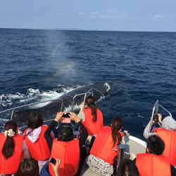 間近で見る野生のザトウクジラに感動/提供:トータルマリンスポットNEWS