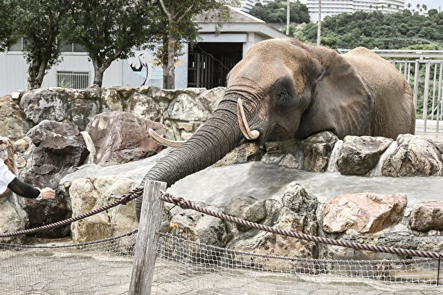 子どもも大人も大満足♡ 動物園・水族館・遊園地を満喫できる「テーマパーク」【和歌山県白浜町】