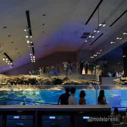 すみだ水族館(C)モデルプレス