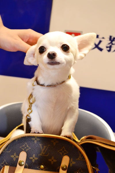 越智千恵子の愛犬「先生」