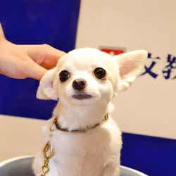 越智千恵子の愛犬「先生」