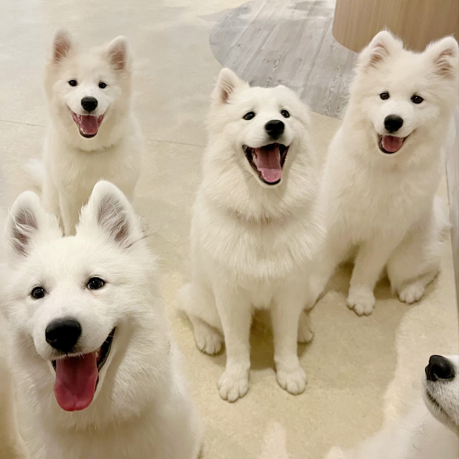 Samoyed Lounge moffu／提供画像