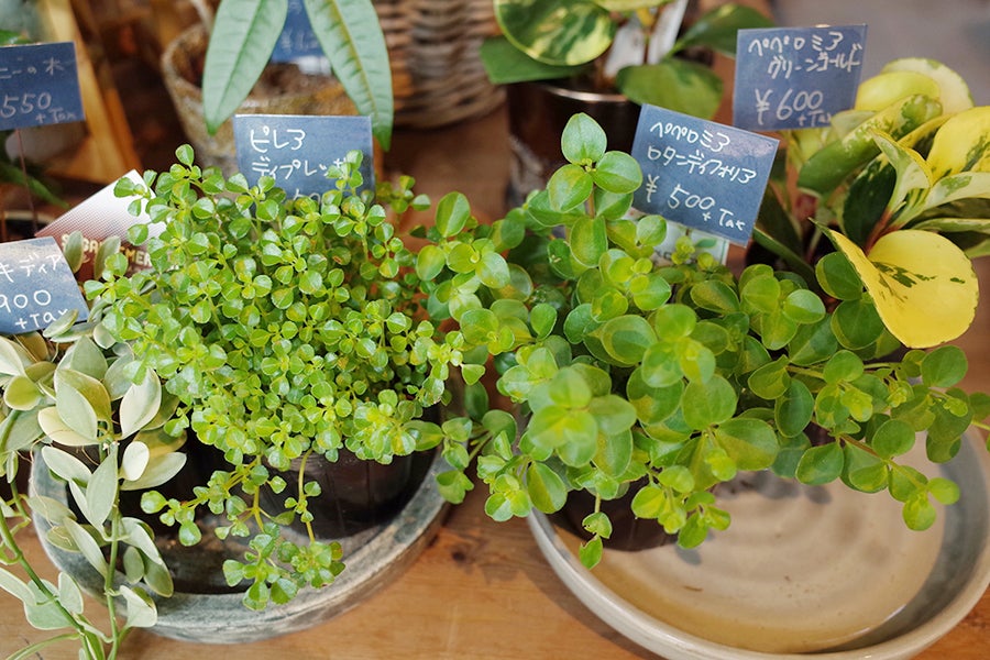 MIKAN ペペロミアとピレア