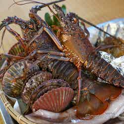 まだ生きている獲れたての伊勢海老※写真は3人前です (C)モデルプレス