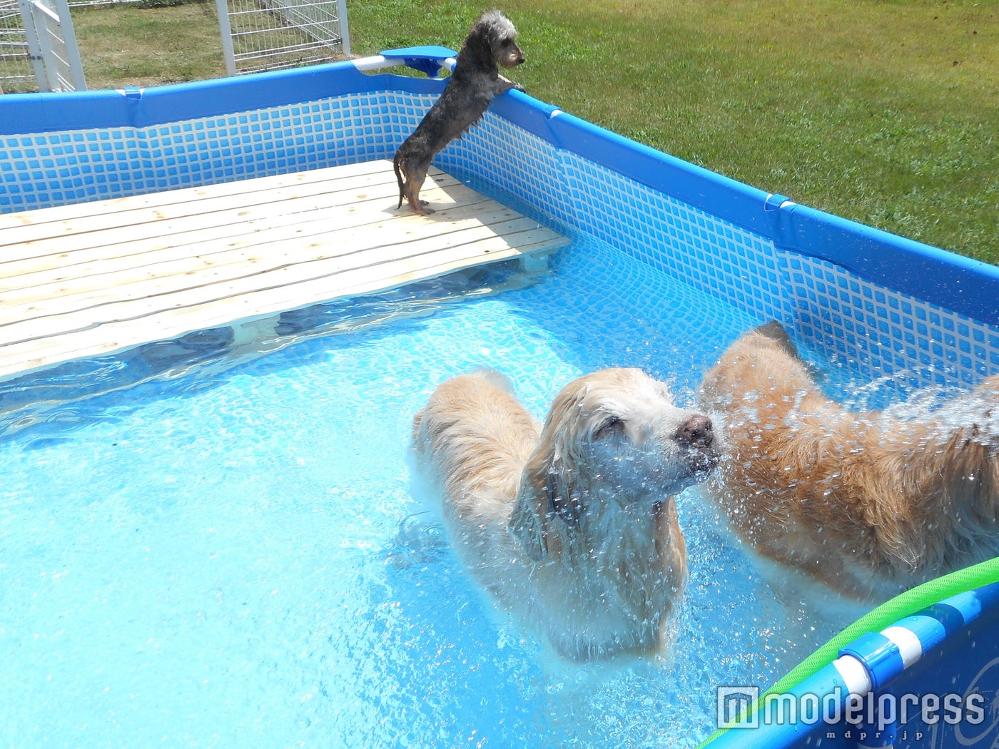 新しい温泉の楽しみ方、愛犬用温泉プール／画像提供：ベリークルーズ