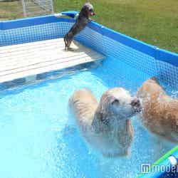 新しい温泉の楽しみ方、愛犬用温泉プール／画像提供：ベリークルーズ