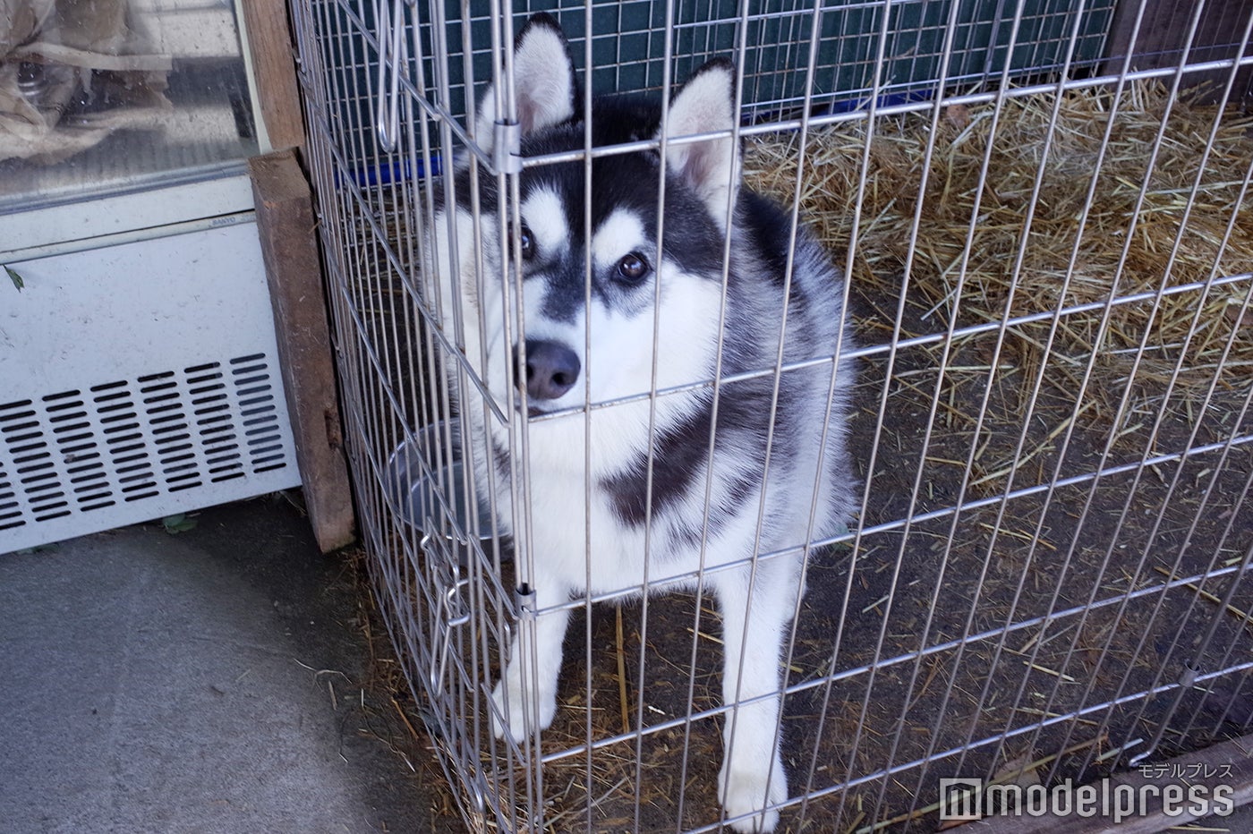 犬ぞりで活躍予定のハスキー（C）モデルプレス