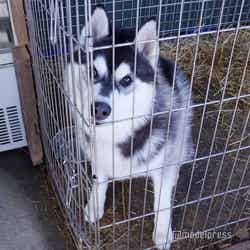 犬ぞりで活躍予定のハスキー(C)モデルプレス
