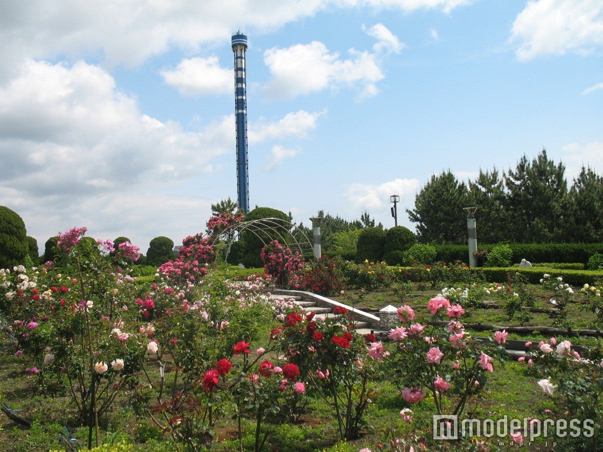 八景島の中心にある「丘の広場」ではバラフェスタも開催／画像提供：横浜八景島
