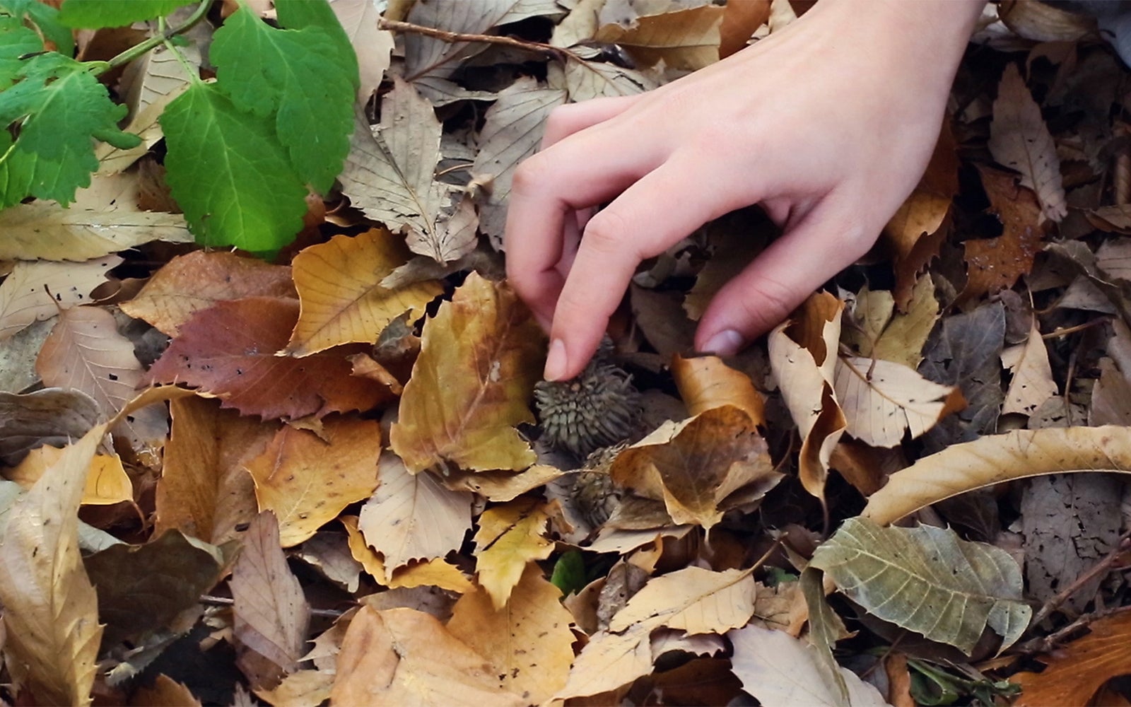 「愛の小さな歴史 誰でもない恋人たちの風景 vol.1」より（C）2019キングレコード株式会社