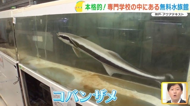 【兵庫】大人も子どもも無料で楽しめる！学校内にある「穴場の水族館」