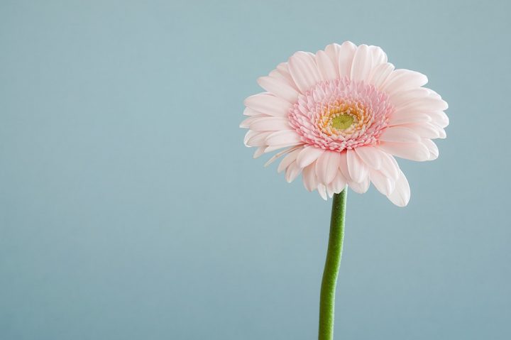 四季別 かっこいい花言葉14選 知るとその花が好きになるとっておきを集めました モデルプレス 四季別 かっこいい花言葉14選 知るとその花が好きになるとっておきを集めました モデルプレス