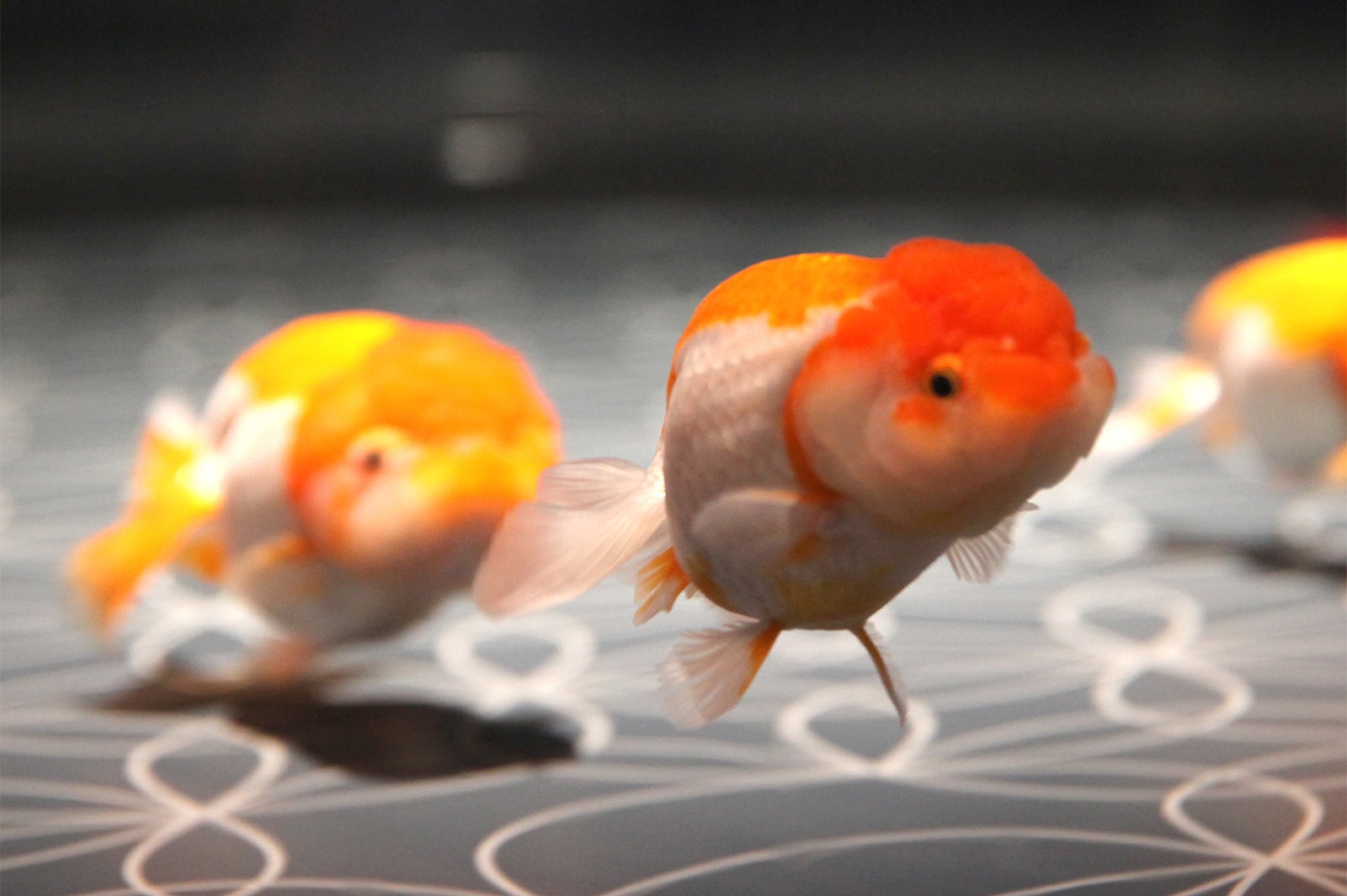 約20品種の金魚を展示／画像提供：すみだ水族館