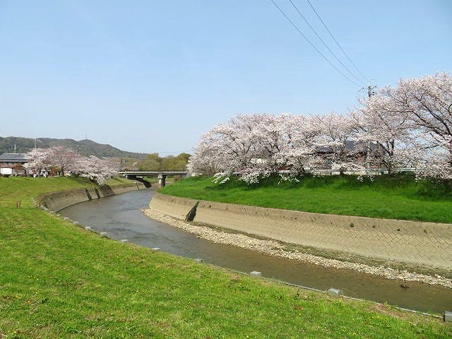 【絶景】地元の人しか知らない？奈良「桜の穴場スポット」