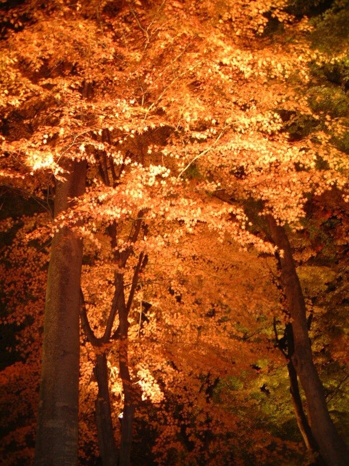 ライトアップで光輝くもみじ回廊の紅葉(2010年11月13日撮影)