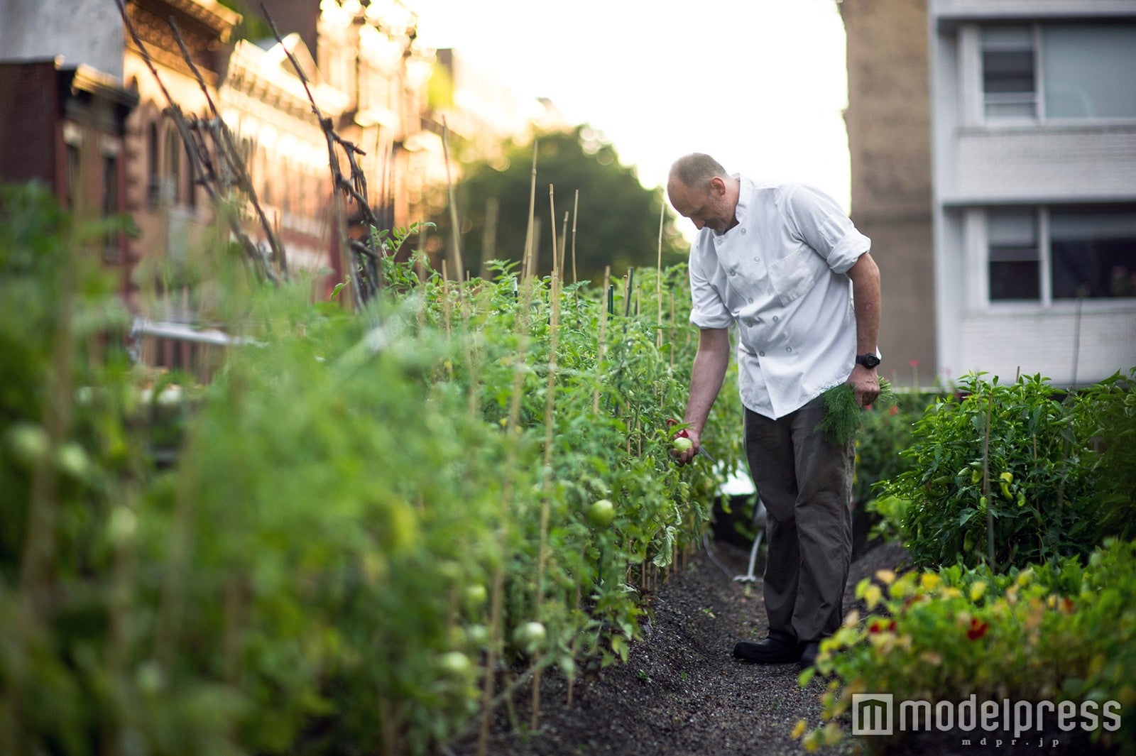 本国ではルーフトップ菜園で採れた新鮮なハーブを使用／画像提供：カフェ・カンパニー