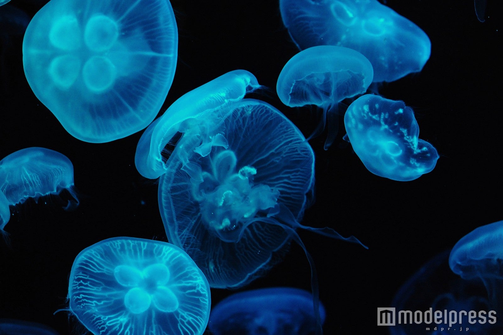 ミズクラゲ／画像提供：京都水族館