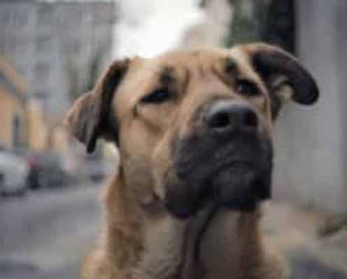 犬目線のドキュメンタリー『ストレイ 犬が見た世界』予告編が公開